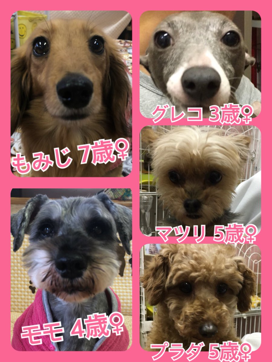 🐾今日の里親様募集中ワンコ🐶メンバーです🐾2020,1,26